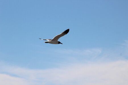 Seagull sea sky