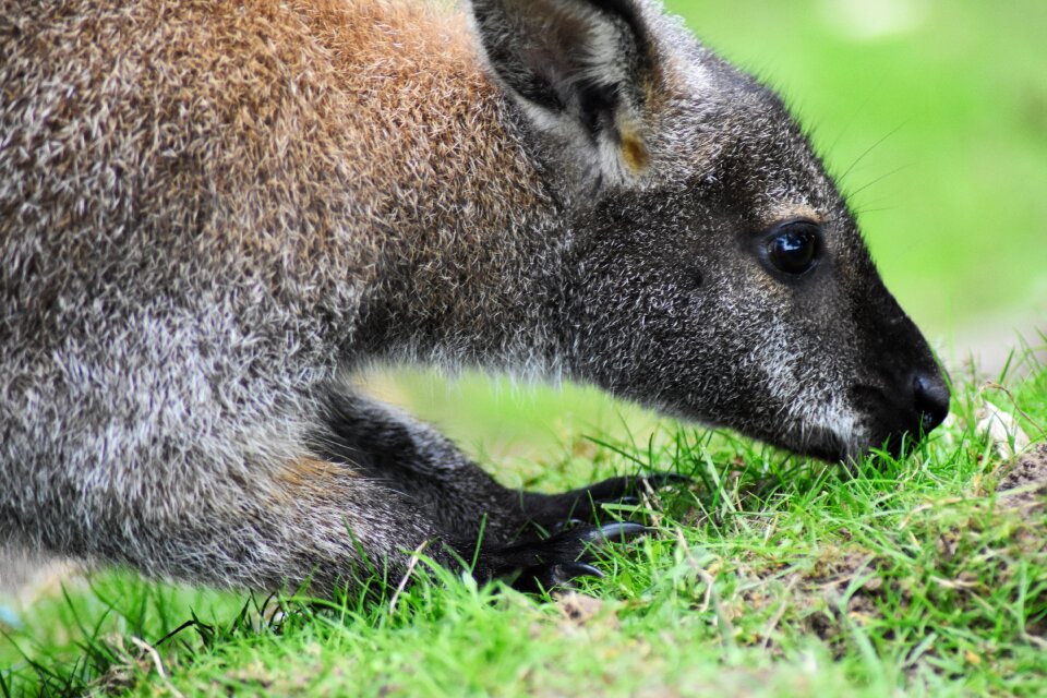 Australian beautiful digging