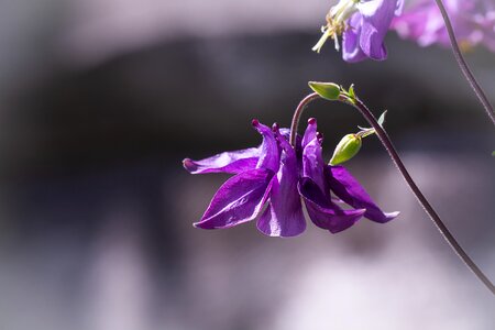 Purple columbine pointed flower flower photo