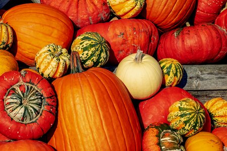 Decoration autumn motives season