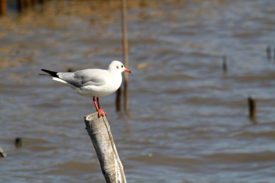 Gull wildlife natural