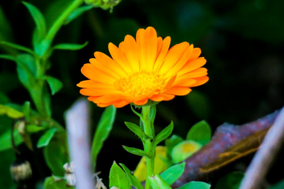 Flowering plant fresh