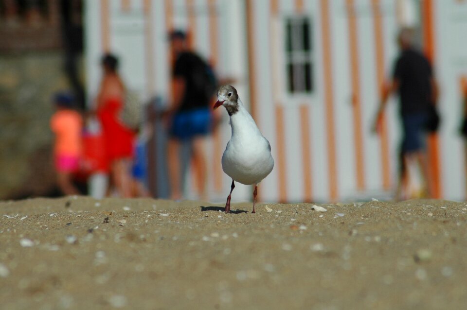 Sea seashore nature