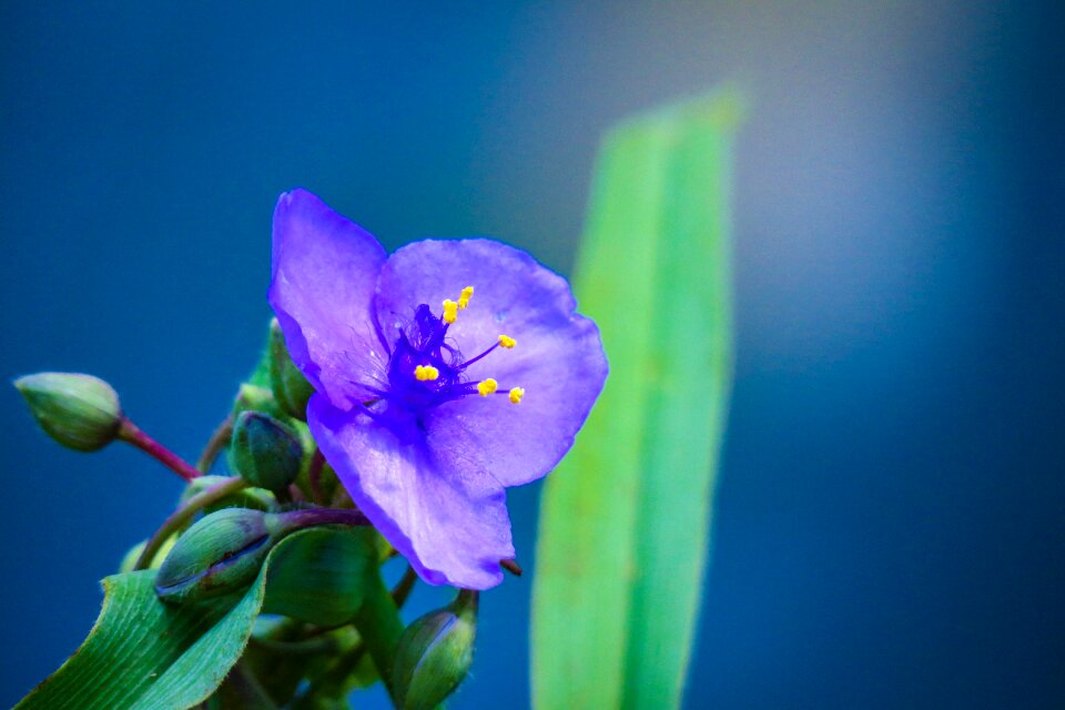 Flowering plant fresh