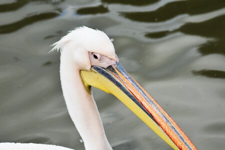 Beautiful bill bird