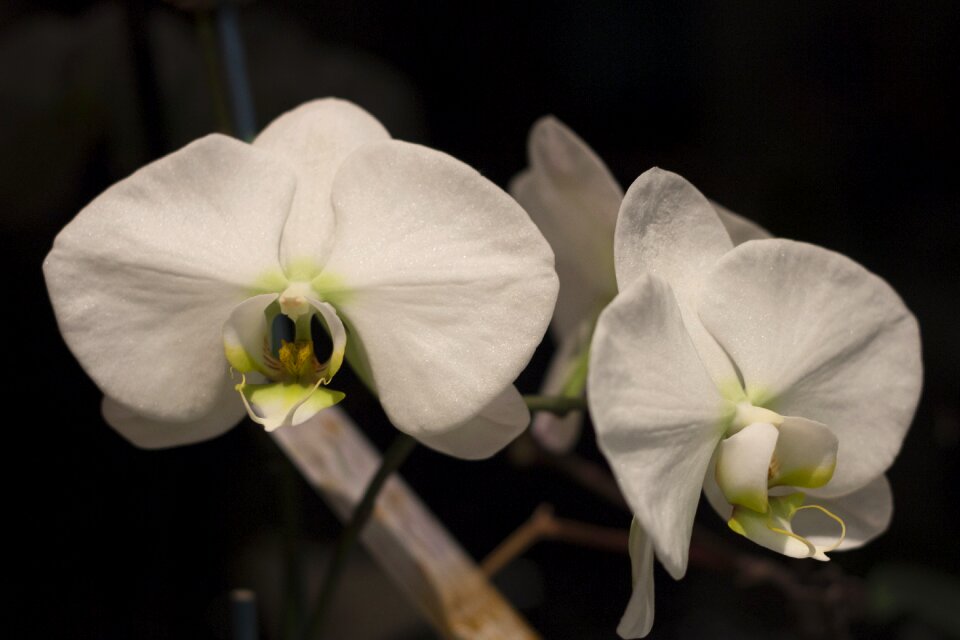 Blossom orchids elegant