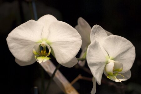 Blossom orchids elegant photo