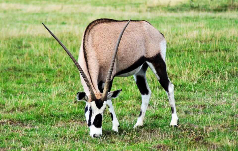 Africa animal antelope photo