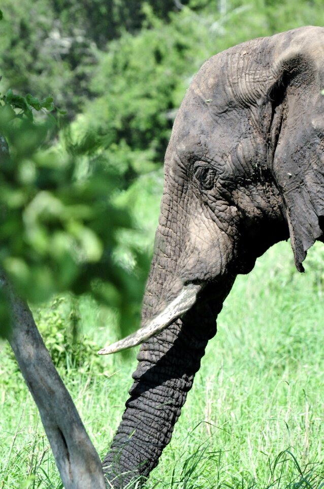 Nature pachyderm animals