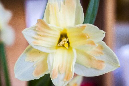 Flower daffodils spring