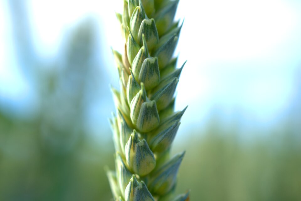 Cereals wheat field