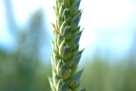 Cereals wheat field photo