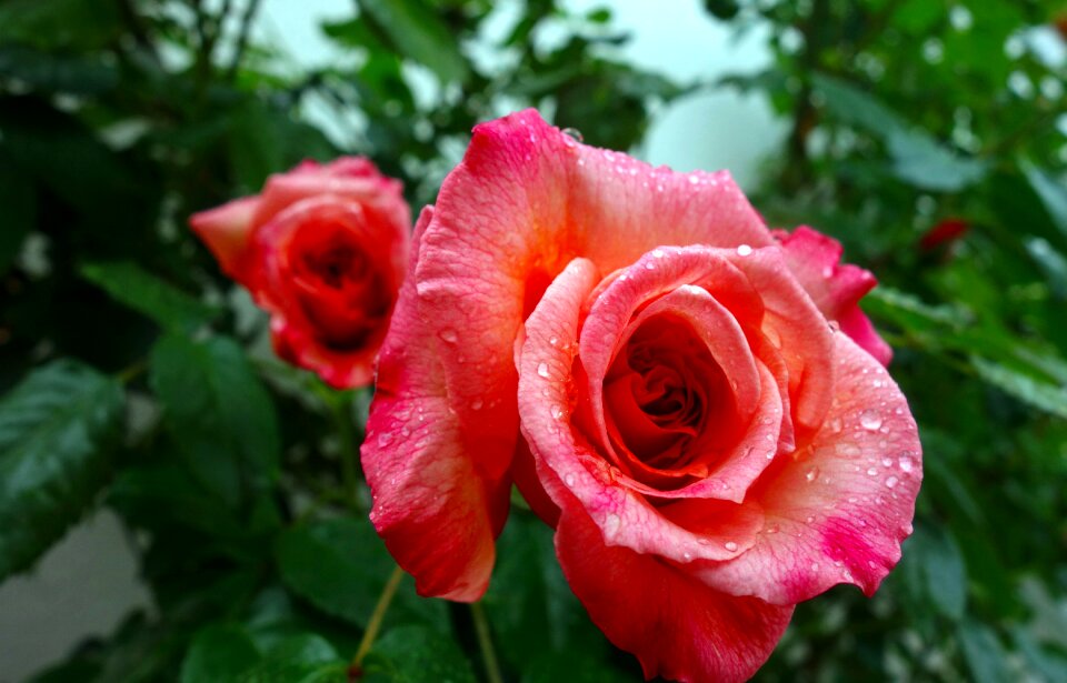 Bloom pink nature