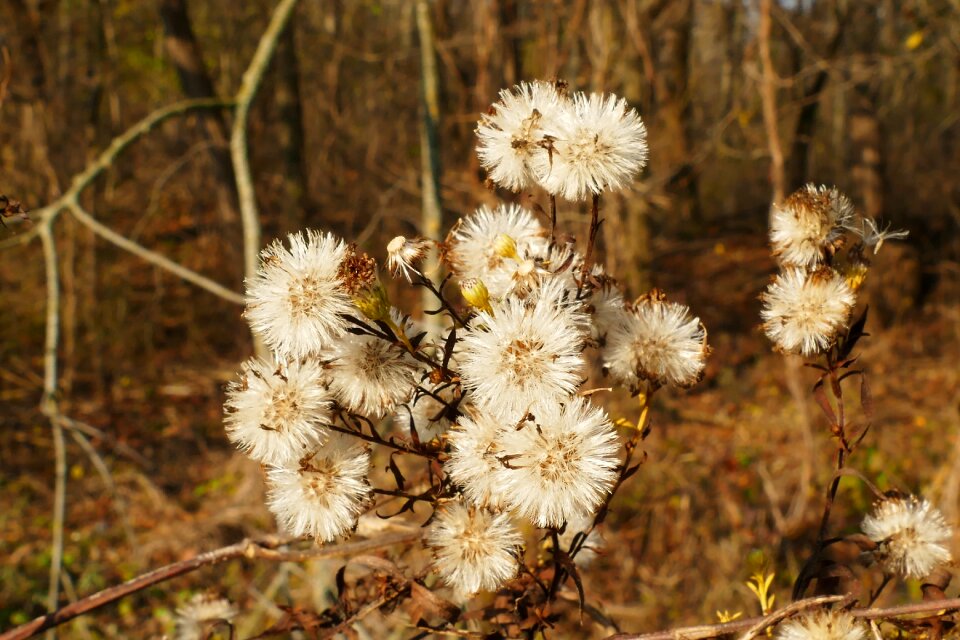 Flower autumn nature