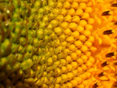 Beautiful bright close up