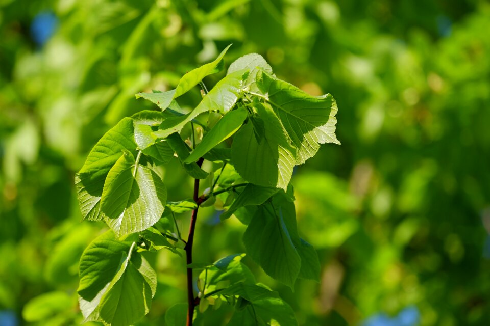 Leaves light shadow