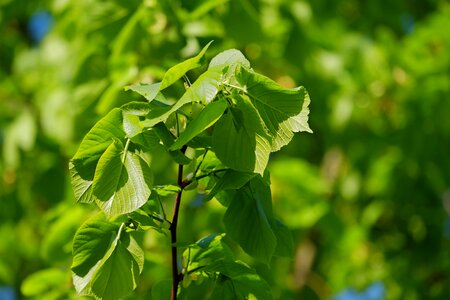 Leaves light shadow