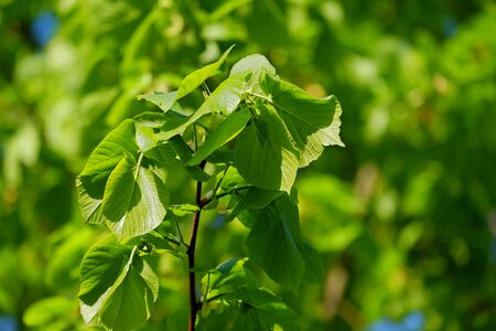 Leaves light shadow photo