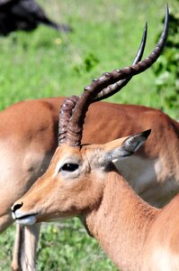 Africa mammals fauna