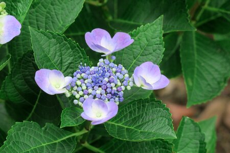 Flowering plant fresh