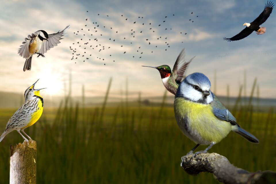 Chickadee meadowlark animal