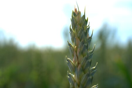 Barley field harvest