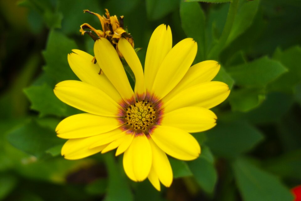 Flowering plant fresh