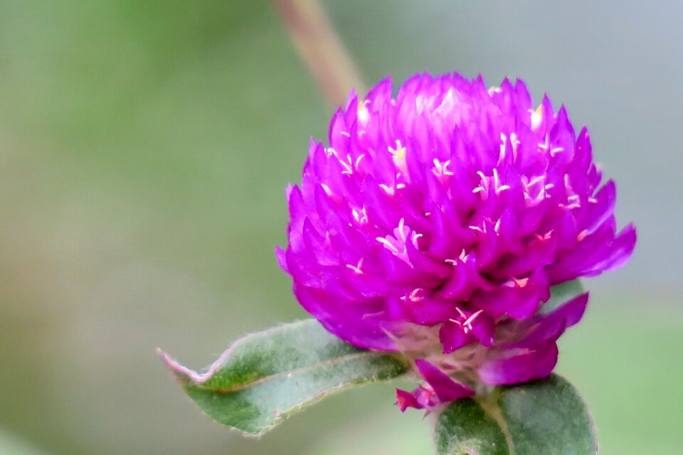 Nature bloom fuchsia