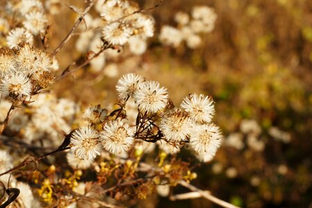 Flower autumn nature