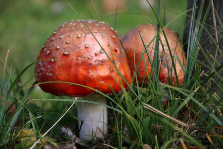 Autumn agaric toxic