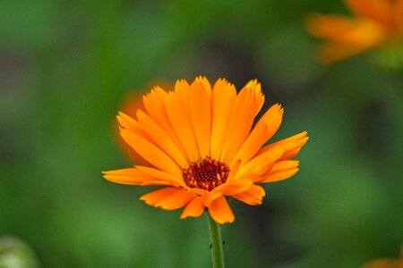 Bloom medicinal plant composites photo