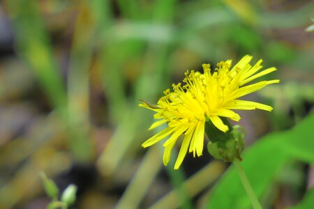 Flowering plant fresh