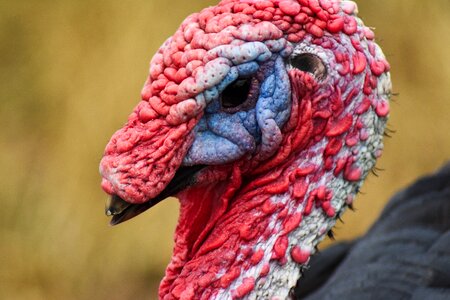 Beak bird closeup