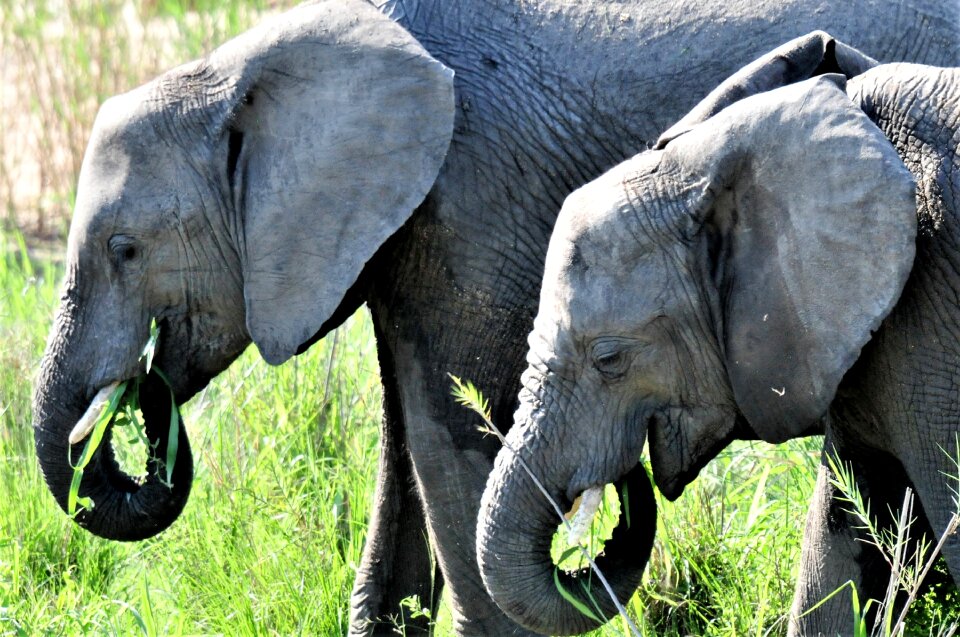 Nature pachyderm animals