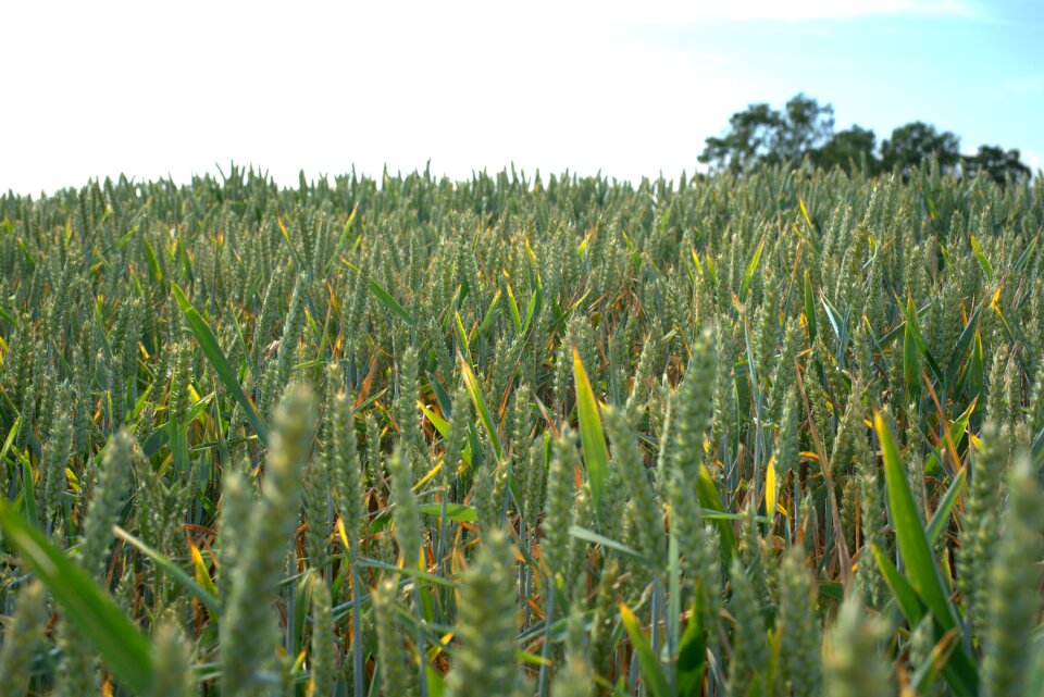 Cereals agriculture spike