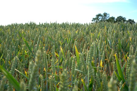 Cereals agriculture spike