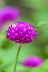 Nature bloom fuchsia