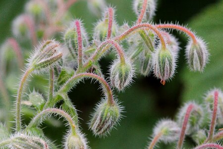 Wild flower summer photo