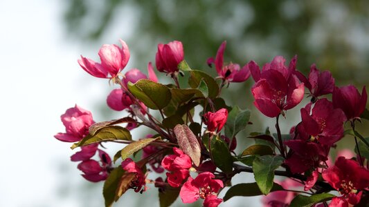 Flower garden nature