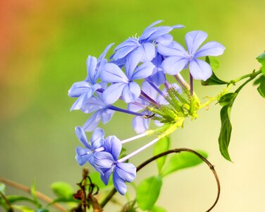 Nature bloom green blue