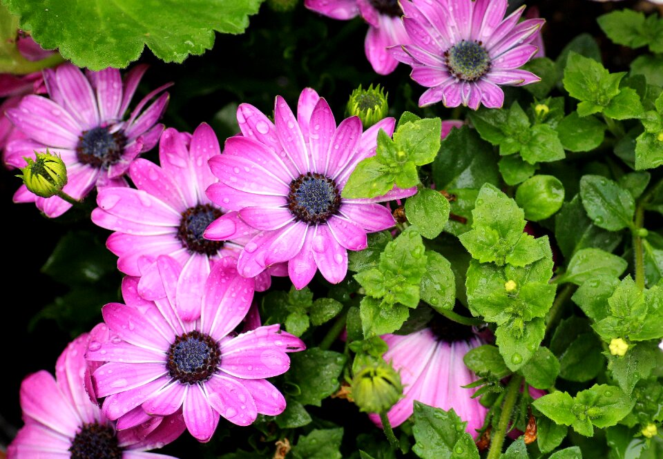 Drops of water wet plant