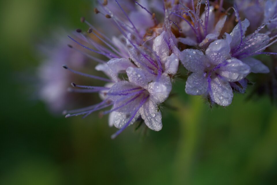 Dew water nature