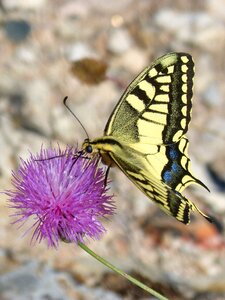 Detail butterfly flower