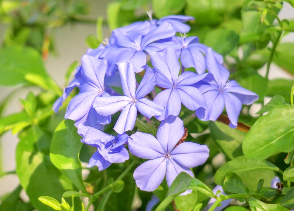 Nature bloom green blue