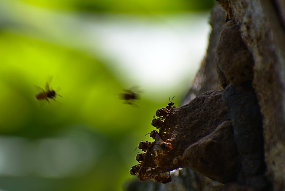 Wildlife closeup macro