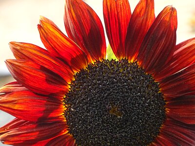 Plants light petals