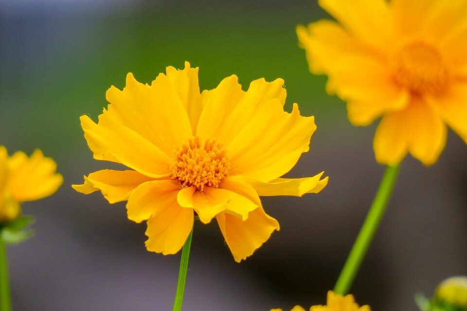 Flowering plant fresh