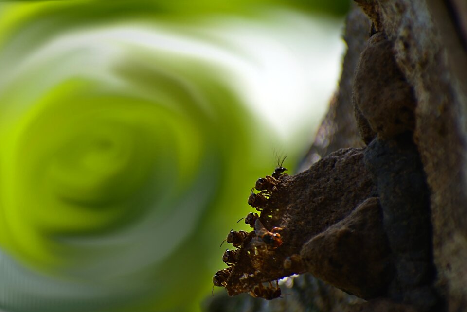 Wildlife swirl bokeh
