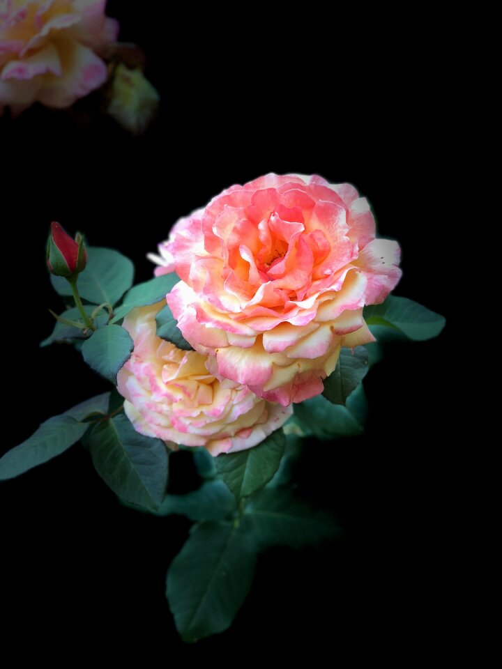 Romantic bloom roses