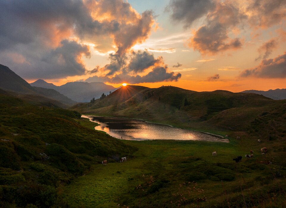 Cows landscape sunset